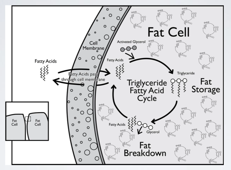 Fat Cell Storage